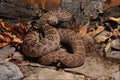 718044 Western Diamond Back Rattlesnake, Southwestern U.S.A. A4 Photo Print