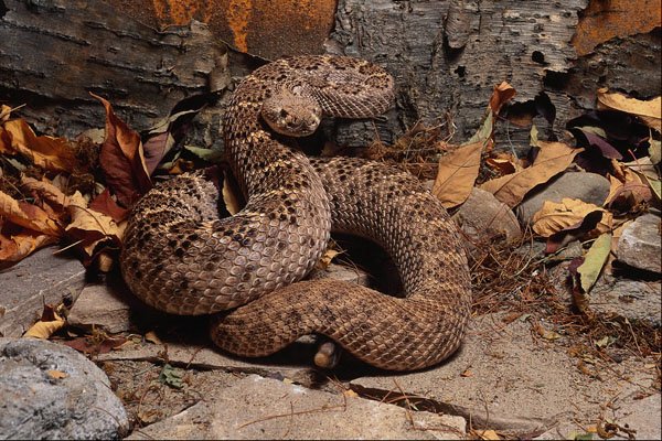 718044 Western Diamond Back Rattlesnake, Southwestern U.S.A. A4 Photo Print