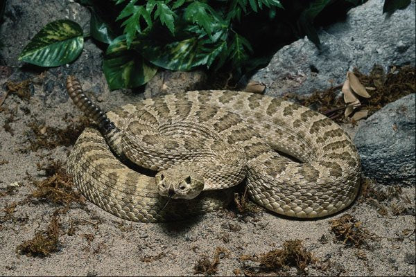 718045 Prairie Rattlesnake, Alberta, Canada A4 Photo Print