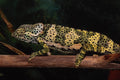 718046 Flap Necked Chameleon A4 Photo Print