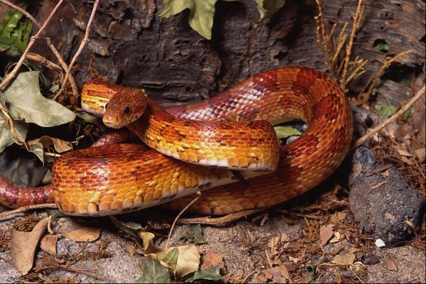 718047 Corn Snake A4 Photo Print
