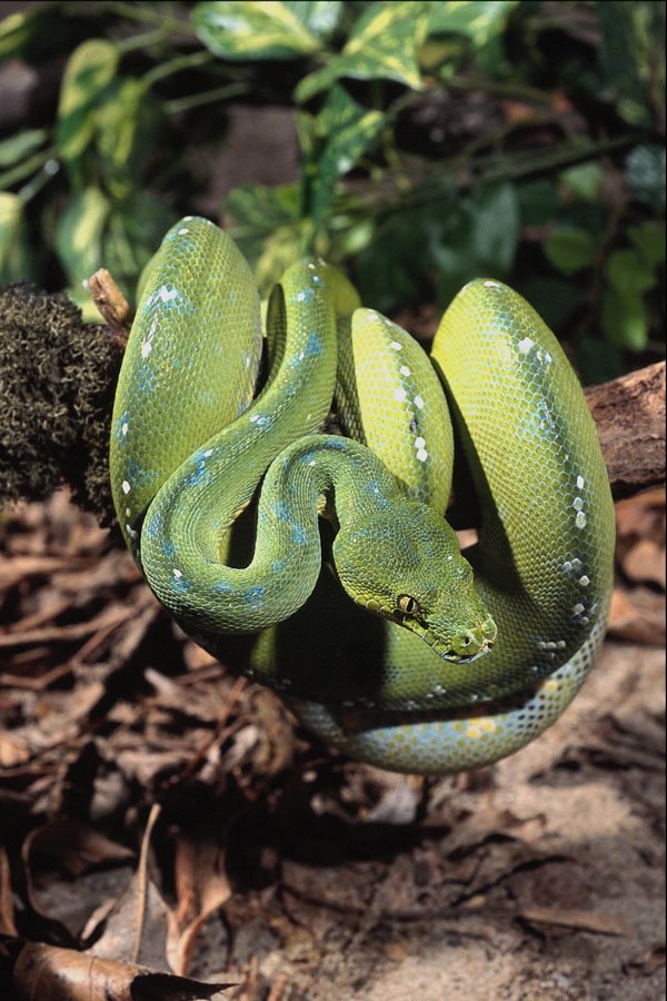 718048 Green Tree Python A4 Photo Print