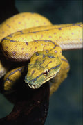 718049 Emerald Tree Boa, Corallus Caninus, South America A4 Photo Print