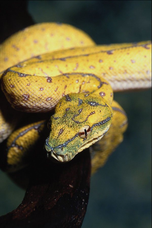 718049 Emerald Tree Boa, Corallus Caninus, South America A4 Photo Print