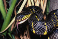 718050 Mangrove Snake, Boiga Dendrophila, Africa And Asia A4 Photo Print