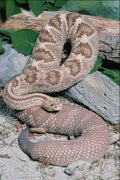 718052 Cascabel Rattlesnake, Mexico & California A4 Photo Print