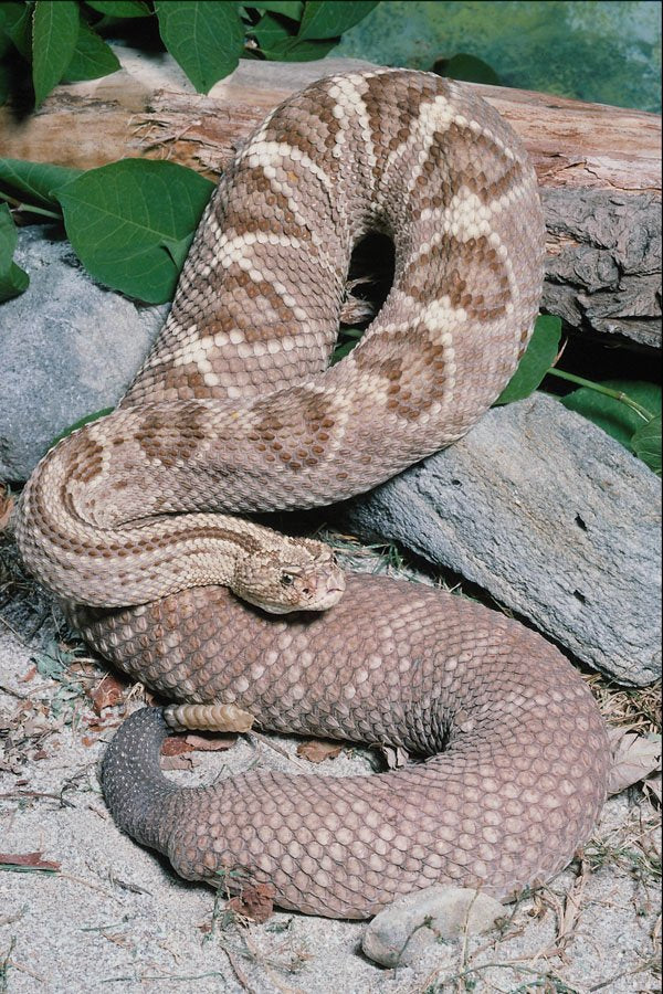 718052 Cascabel Rattlesnake, Mexico & California A4 Photo Print