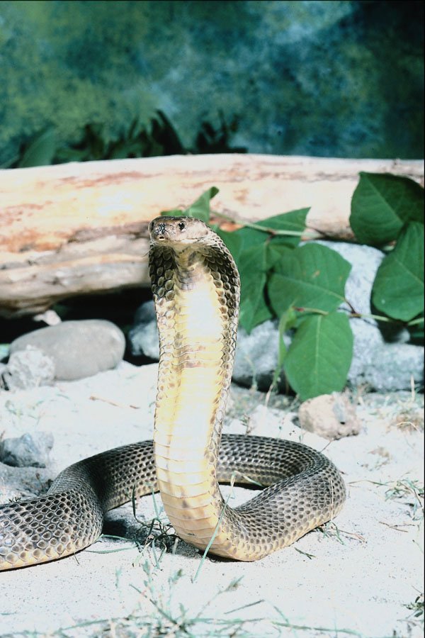 718053 Asian Cobra, Central Asia A4 Photo Print