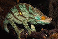718054 Parson's Chameleon A4 Photo Print