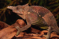 718055 Fisher Chameleon A4 Photo Print