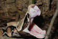 718056 Fang Stretch, Gaboon Viper, Africa A4 Photo Print