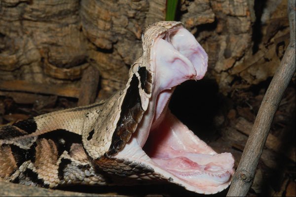 718056 Fang Stretch, Gaboon Viper, Africa A4 Photo Print