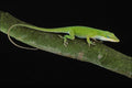 718057 Green Anolis A4 Photo Print