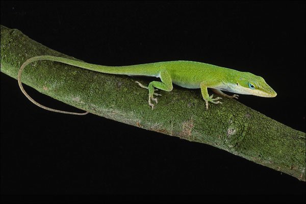 718057 Green Anolis A4 Photo Print