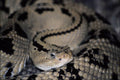 718058 Neotropical Rattlesnake A4 Photo Print