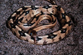 718059 Trans Pecos Rat Snake A4 Photo Print