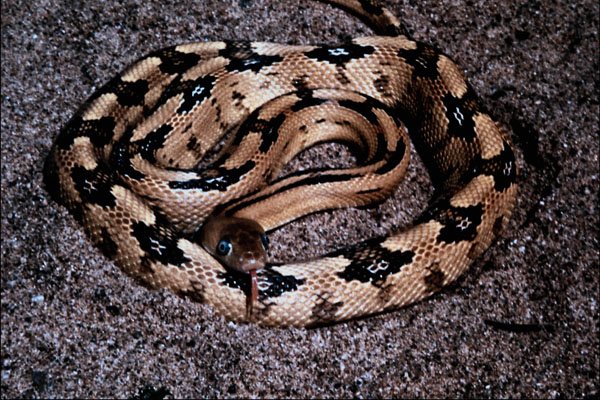 718059 Trans Pecos Rat Snake A4 Photo Print