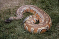 718060 Blood Python A4 Photo Print