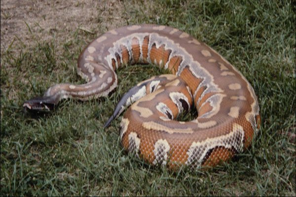 718060 Blood Python A4 Photo Print