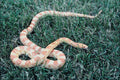 718061 Albino Eastern Milk Snake A4 Photo Print