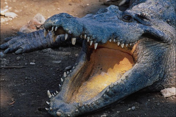 718062 Crocodile, Samutprakarn Crocodile Farm A4 Photo Print