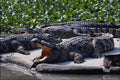 718063 Crocodiles, Crocodile Farm A4 Photo Print
