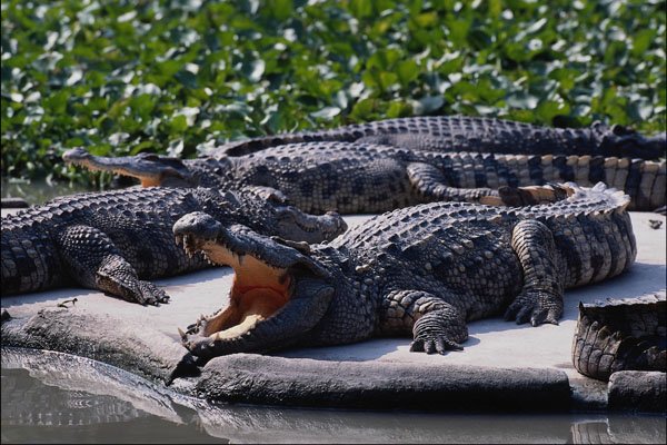 718063 Crocodiles, Crocodile Farm A4 Photo Print