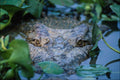 718064 Crocodile In Water, Crocodile Farm A4 Photo Print