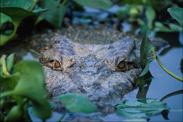 718064 Crocodile In Water, Crocodile Farm A4 Photo Print