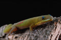718066 Day Gecko, Madagascar A4 Photo Print