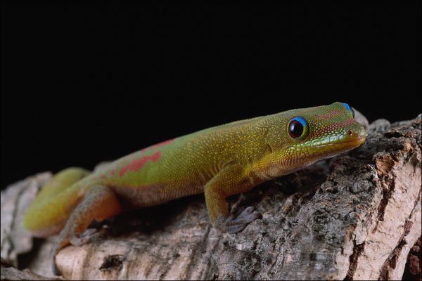 718066 Day Gecko, Madagascar A4 Photo Print