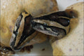 718067 Burmese Python A4 Photo Print