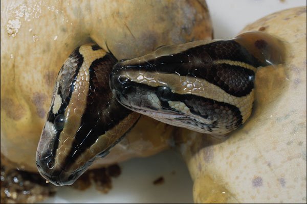 718067 Burmese Python A4 Photo Print