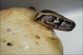 718068 Burmese Python Hatching A4 Photo Print