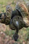 718069 Madagascan Boa Constrictor A4 Photo Print