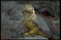 718070 Iguana, Galapagos Islands A4 Photo Print