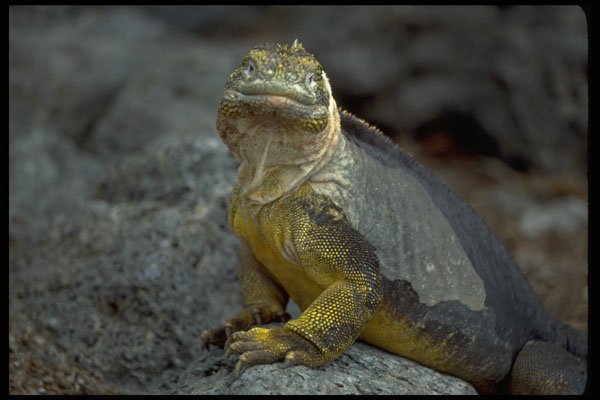 718070 Iguana, Galapagos Islands A4 Photo Print