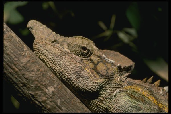 718071 Chameleon Resting On A Branch A4 Photo Print