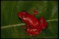 718072 Arboreal Frog A4 Photo Print