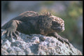 718073 Marine Iguana A4 Photo Print