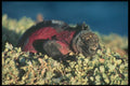 718074 Marine Iguana A4 Photo Print