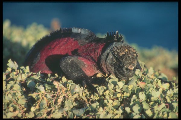718074 Marine Iguana A4 Photo Print