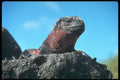 718075 Marine Iguana, Hood Island, Galapagos Islands A4 Photo Print