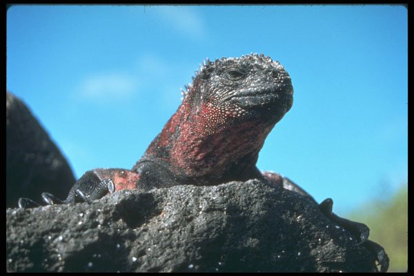 718075 Marine Iguana, Hood Island, Galapagos Islands A4 Photo Print