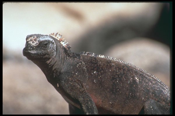 718076 Marine Iguana, Seymour Island, Galapagos Islands A4 Photo Print