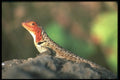 718077 Lava Lizard, Floreana Island, Galapagos Islands A4 Photo Print
