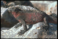 718078 Marine Iguana A4 Photo Print