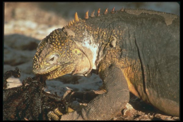 718079 Land Iguana, Galapagos Islands A4 Photo Print