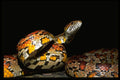 718080 5 foot Corn Snake Is Ready To Strike A4 Photo Print