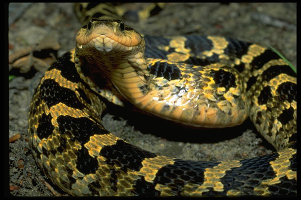 718081 The Harmless Hognose Snake Can Expand Its Neck Like A Cobra A4 Photo Print
